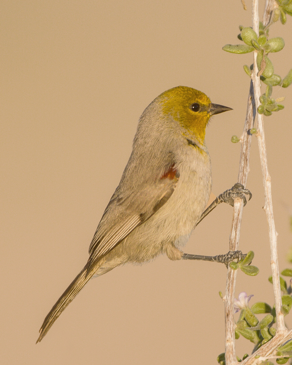 Verdin
