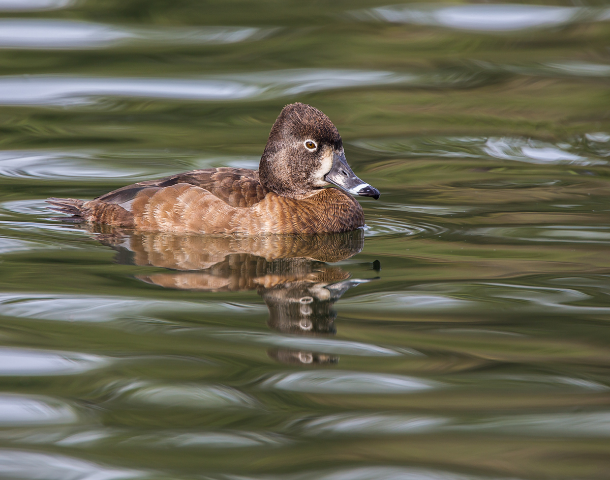 Mrs. Ring-necked Duck