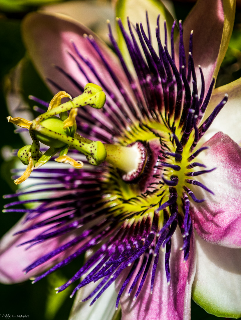 Passion Bloom