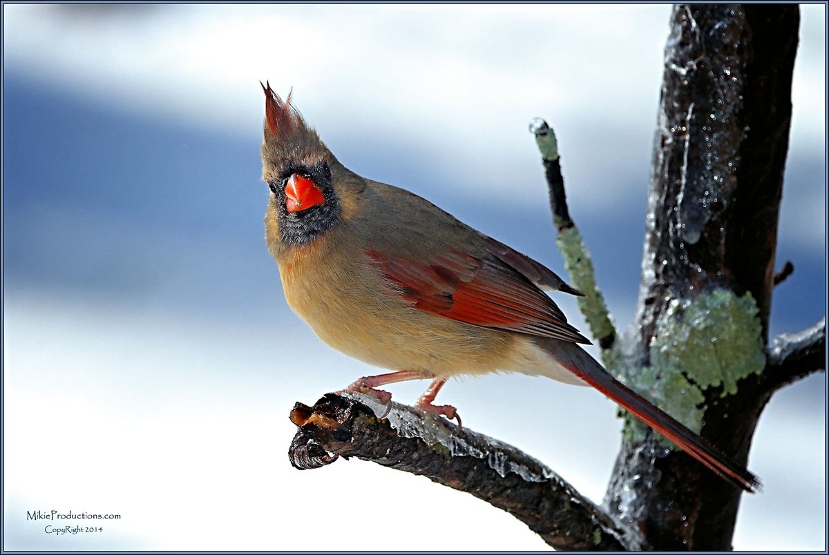 Frozen Perch