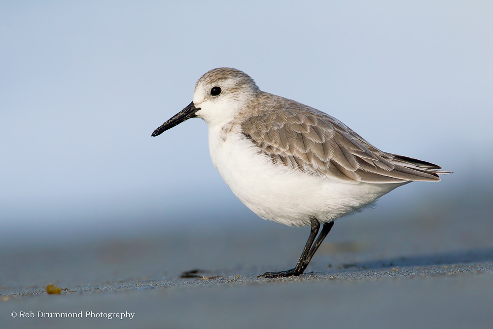 Sanderling