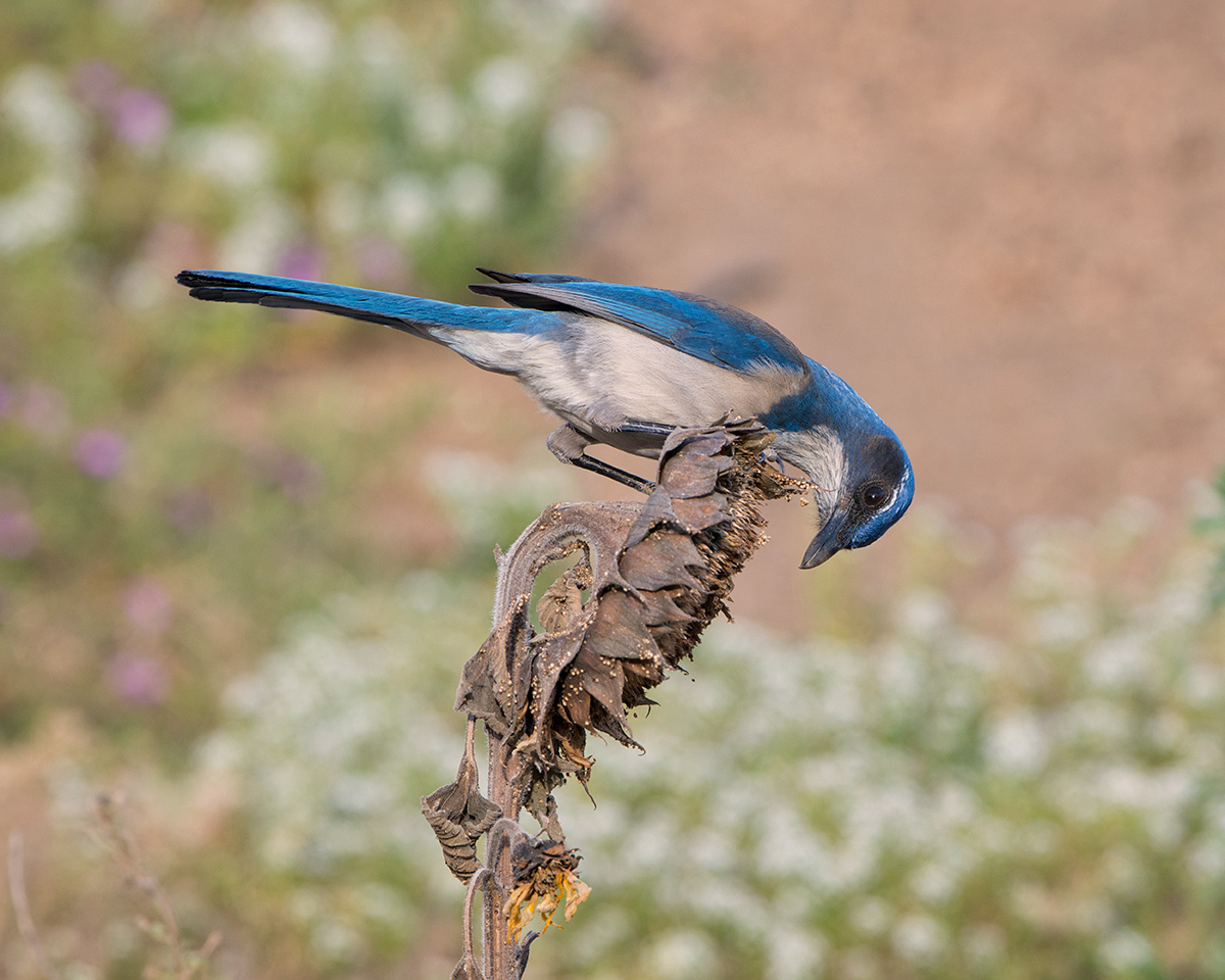 Western Scrub Jay