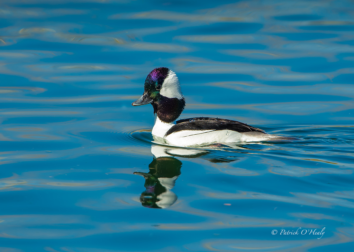 Male Bufflehead