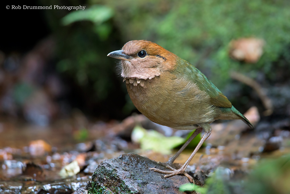Rusty-naped Pitta