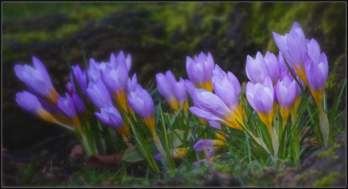 Crocus Frieze
