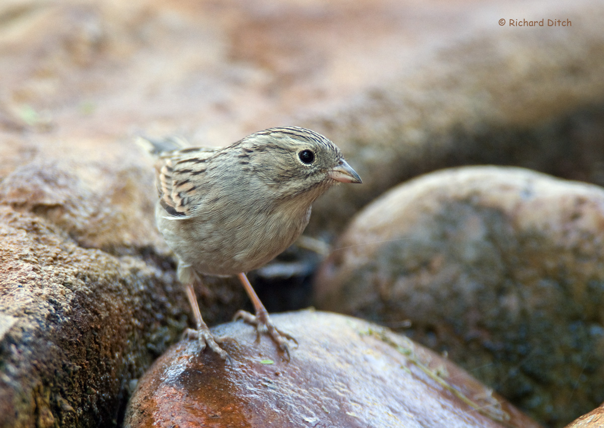 Brewer’s Sparrow