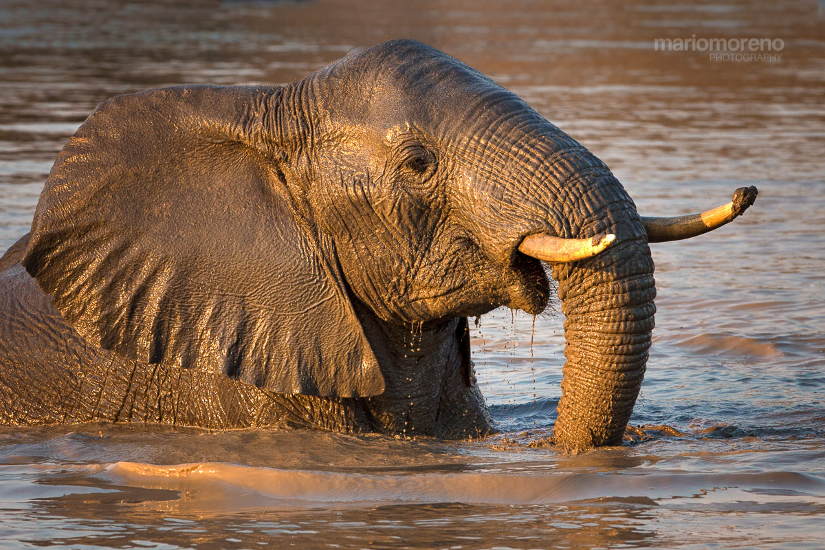 Golden Giant