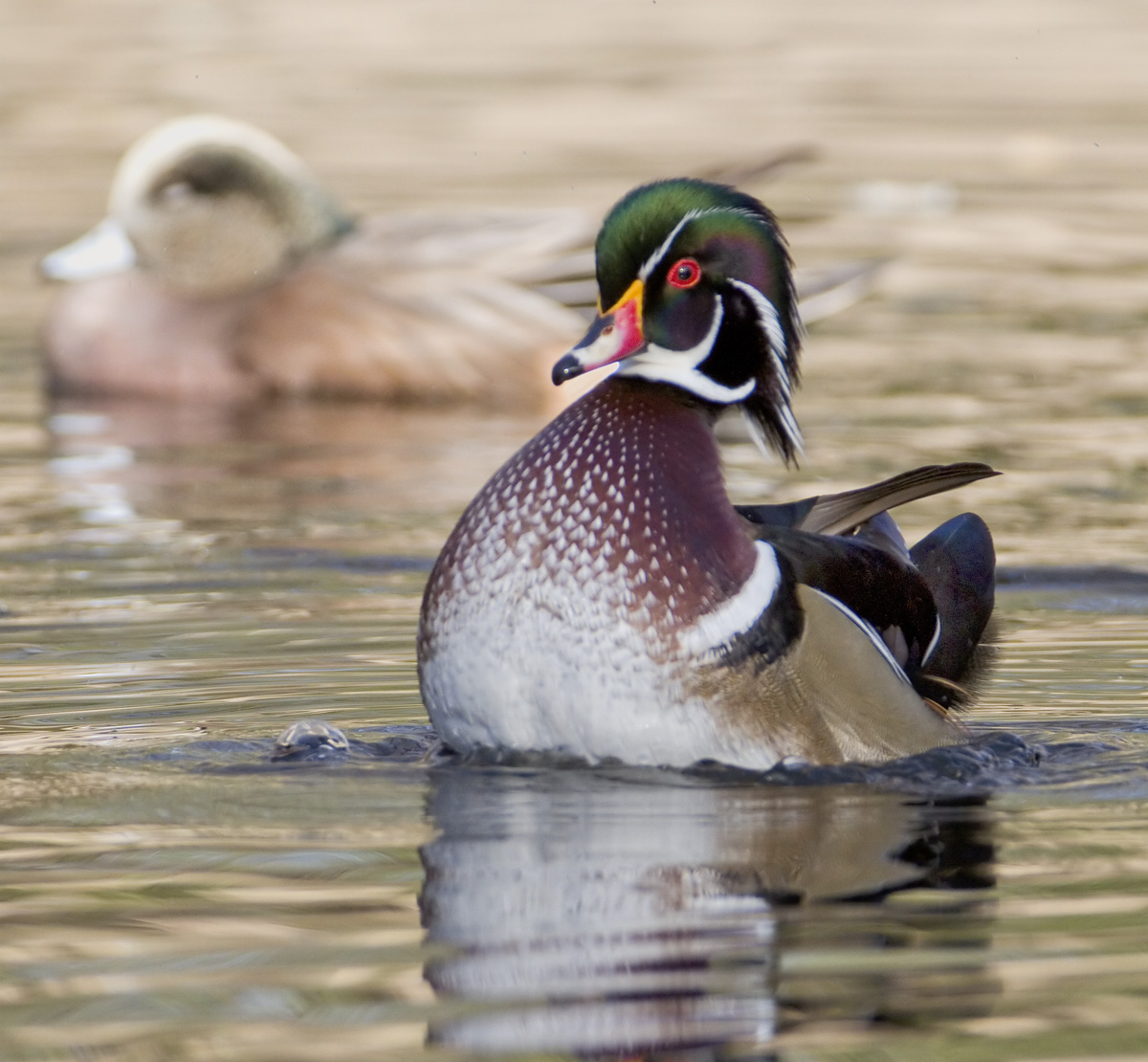 Wood Duck Strut