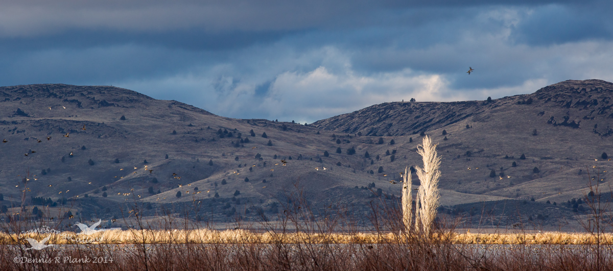 Klamath Valley Poplars