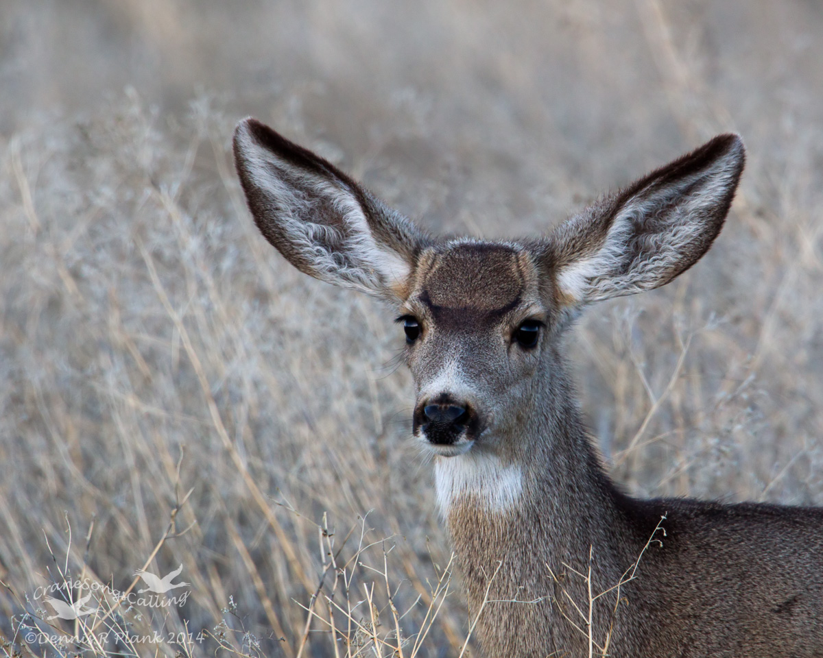 After Sunset Mule Deer