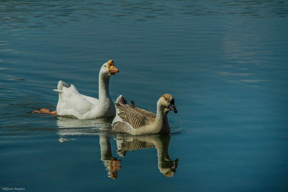 Pair of Geese