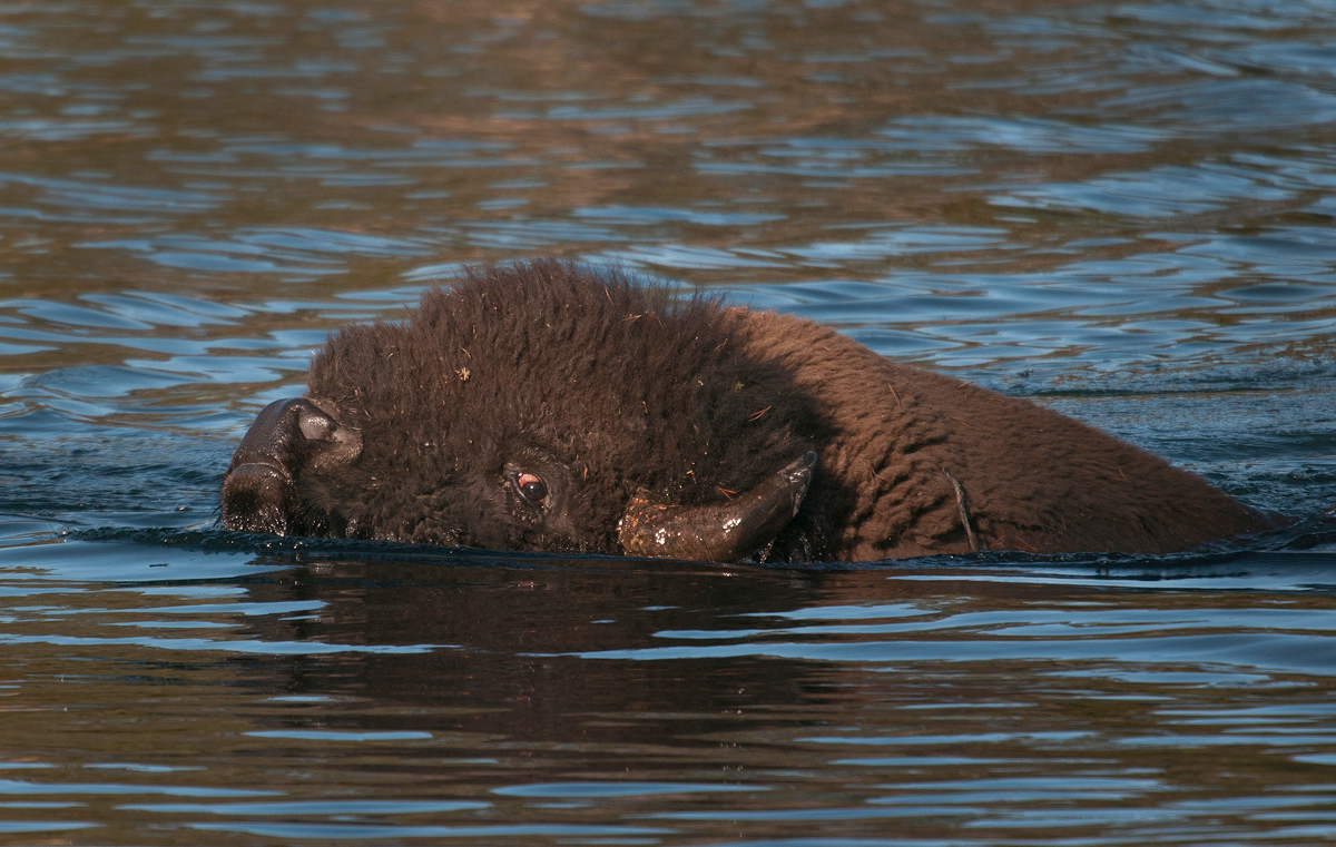 Swimming bison