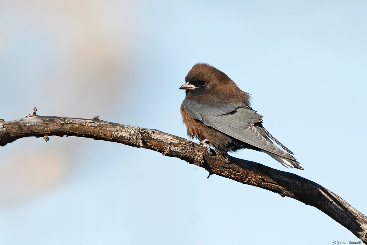 Little Woodswallow