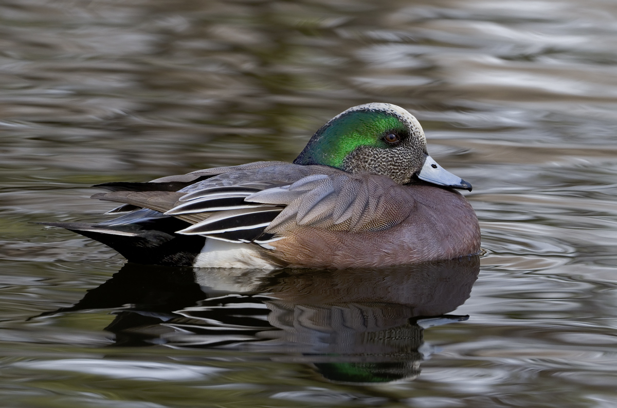 American Widgeon Drake
