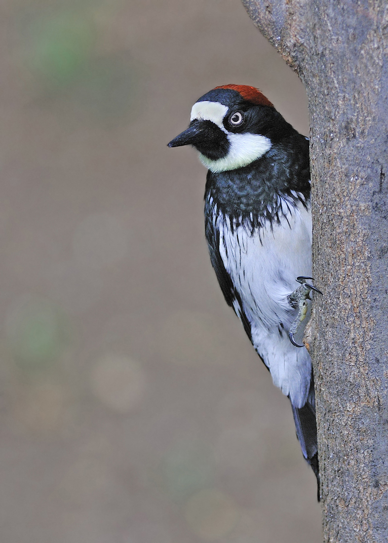 Acorn Woodpecker and Repost