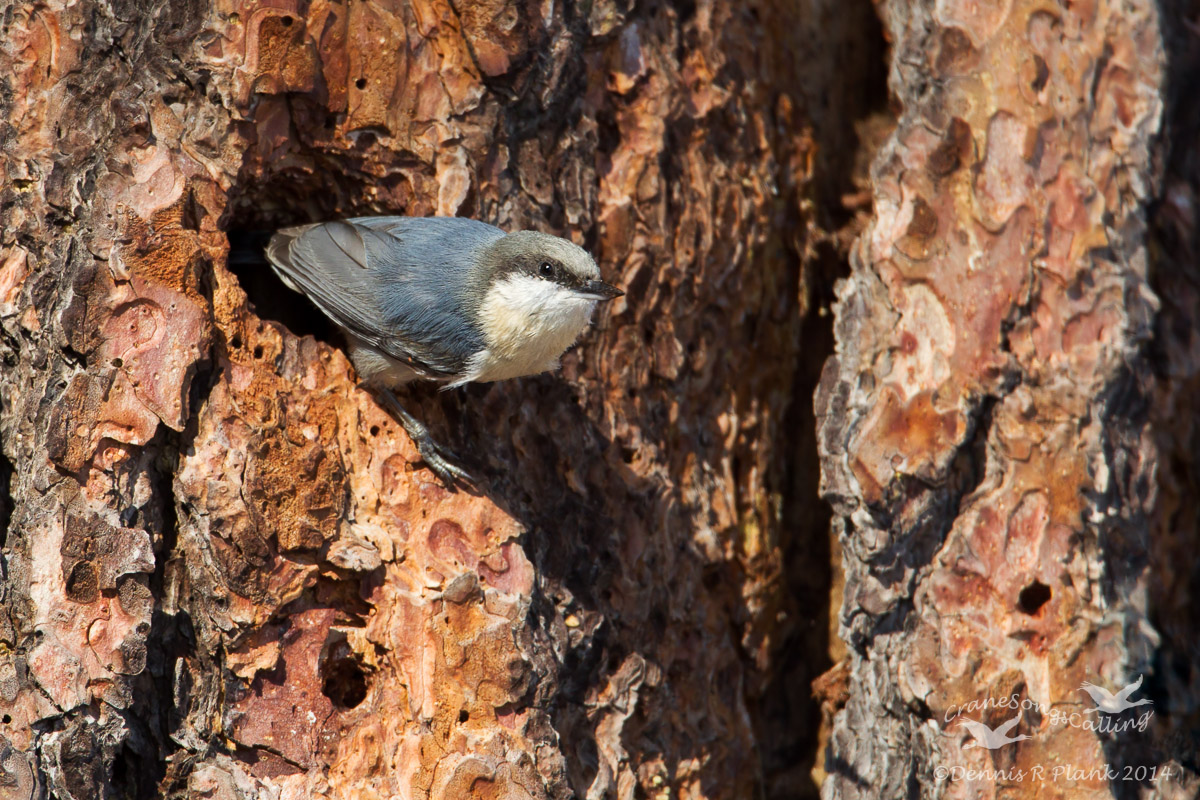Pygmy Nuthatch