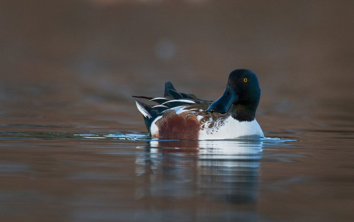 Shoveler drake 
