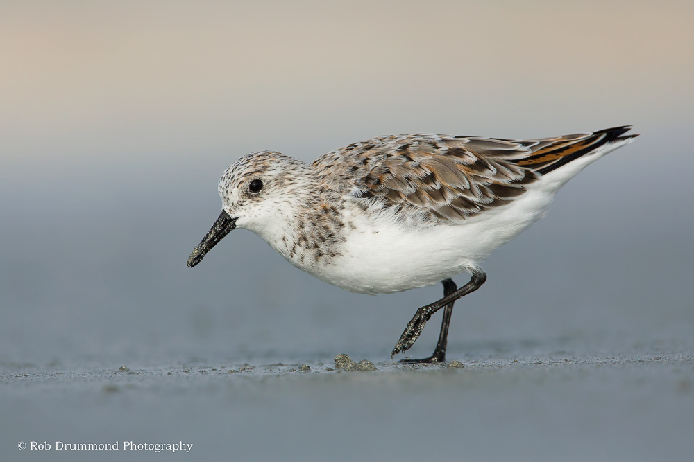 Sanderling