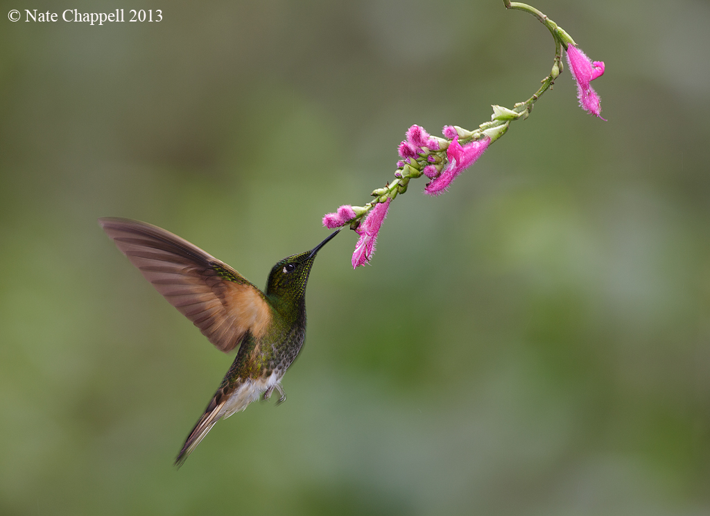 Buff-tailed Coronet