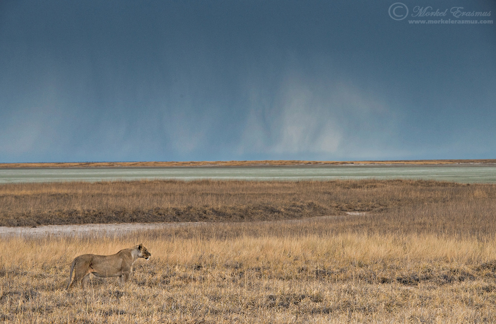 Etosha Huntress