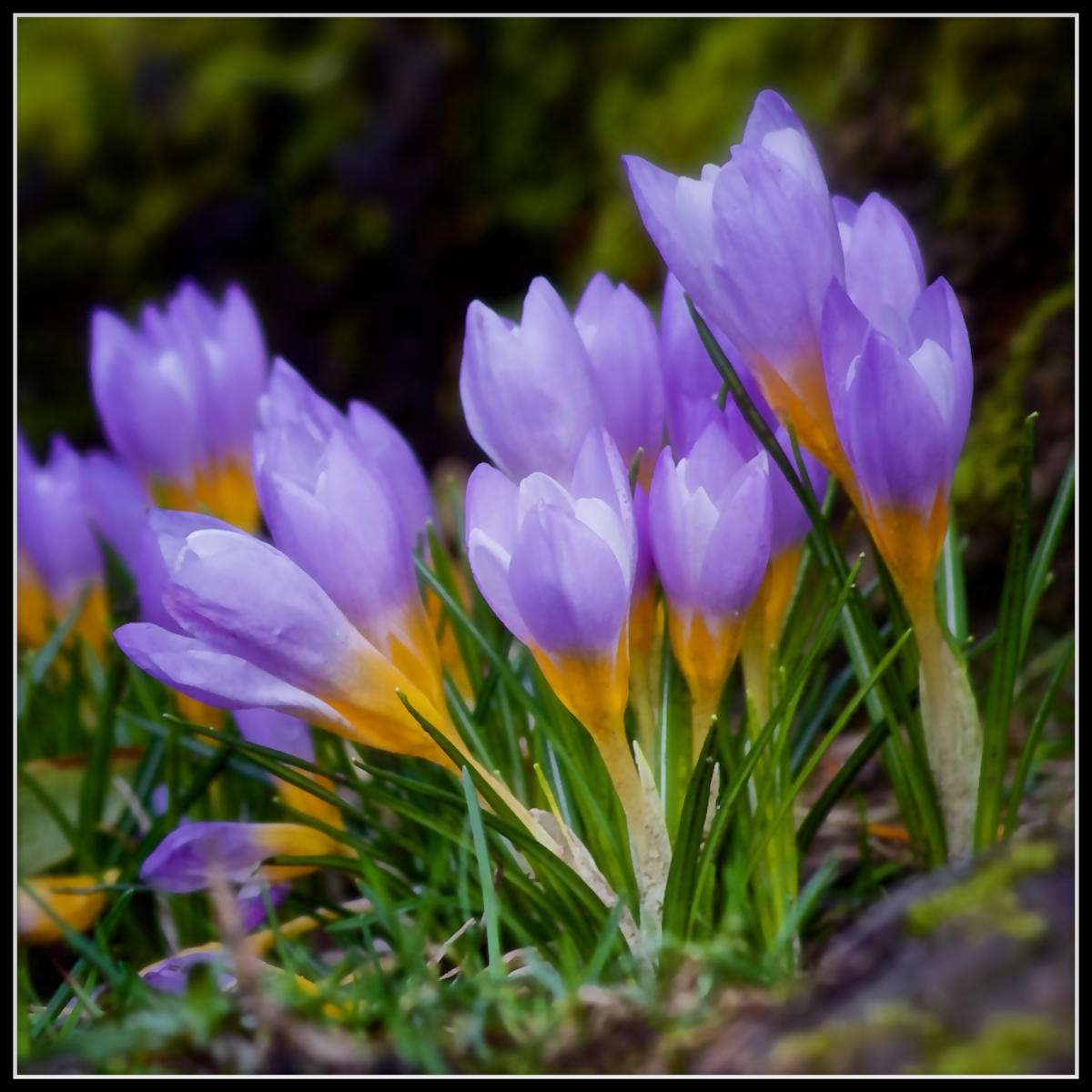 Crocus Frieze #2