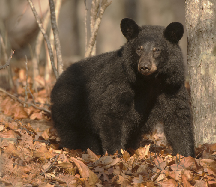 Black bear 