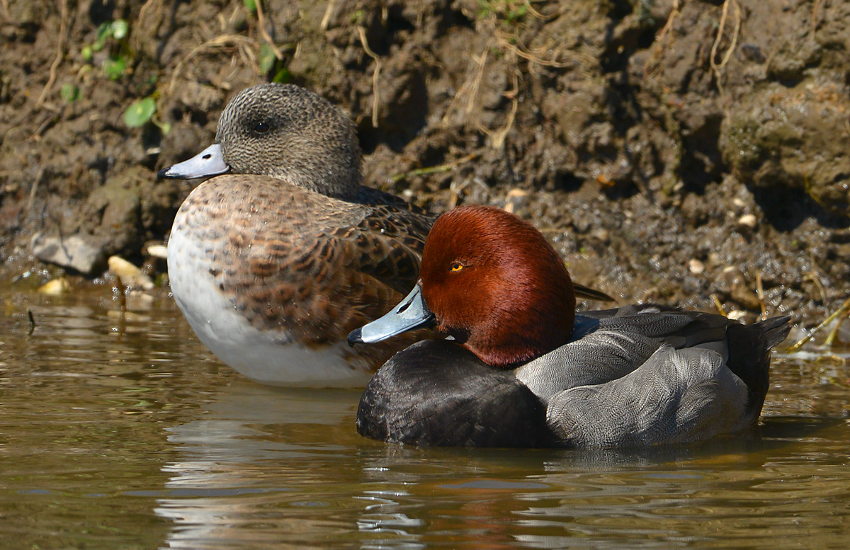 A pair of redheads