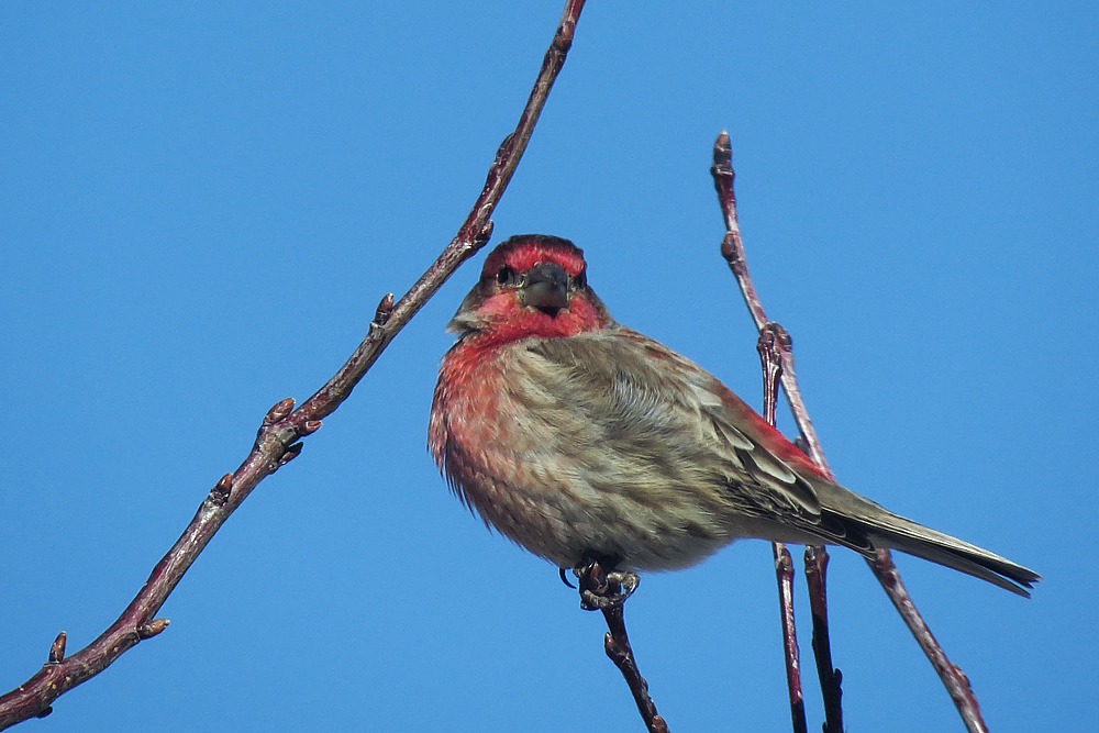 House finch + REPO
