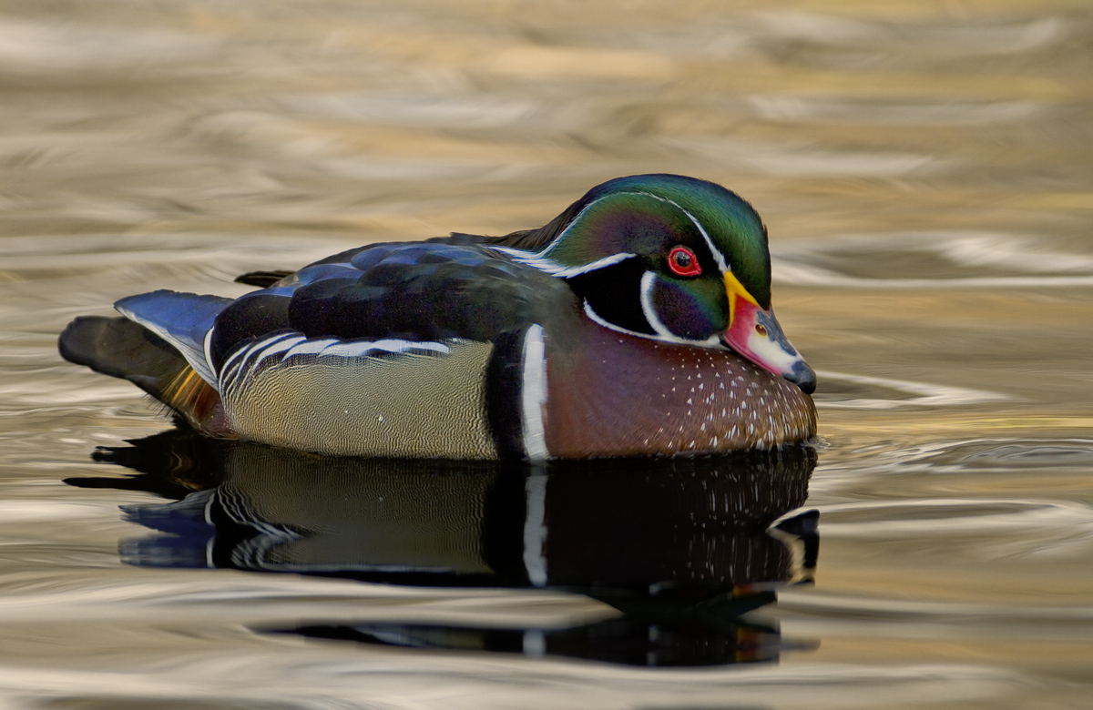 Another Woodie