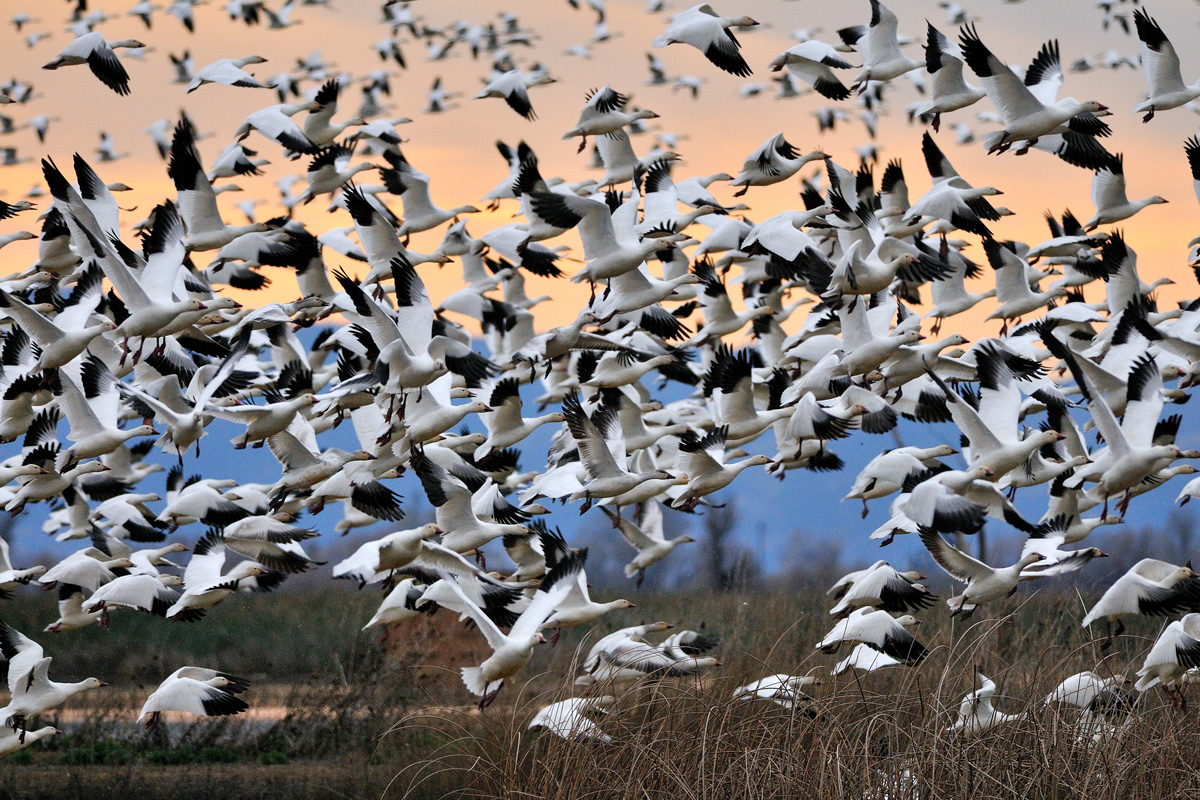 Snow Goose Mass