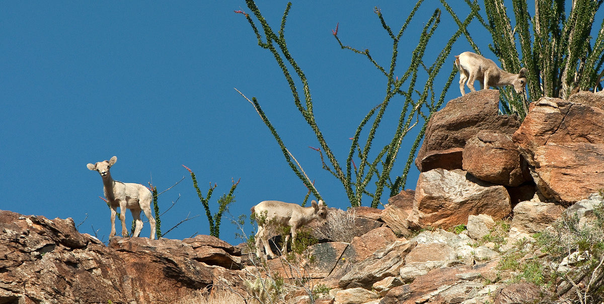 Three Little Lambs