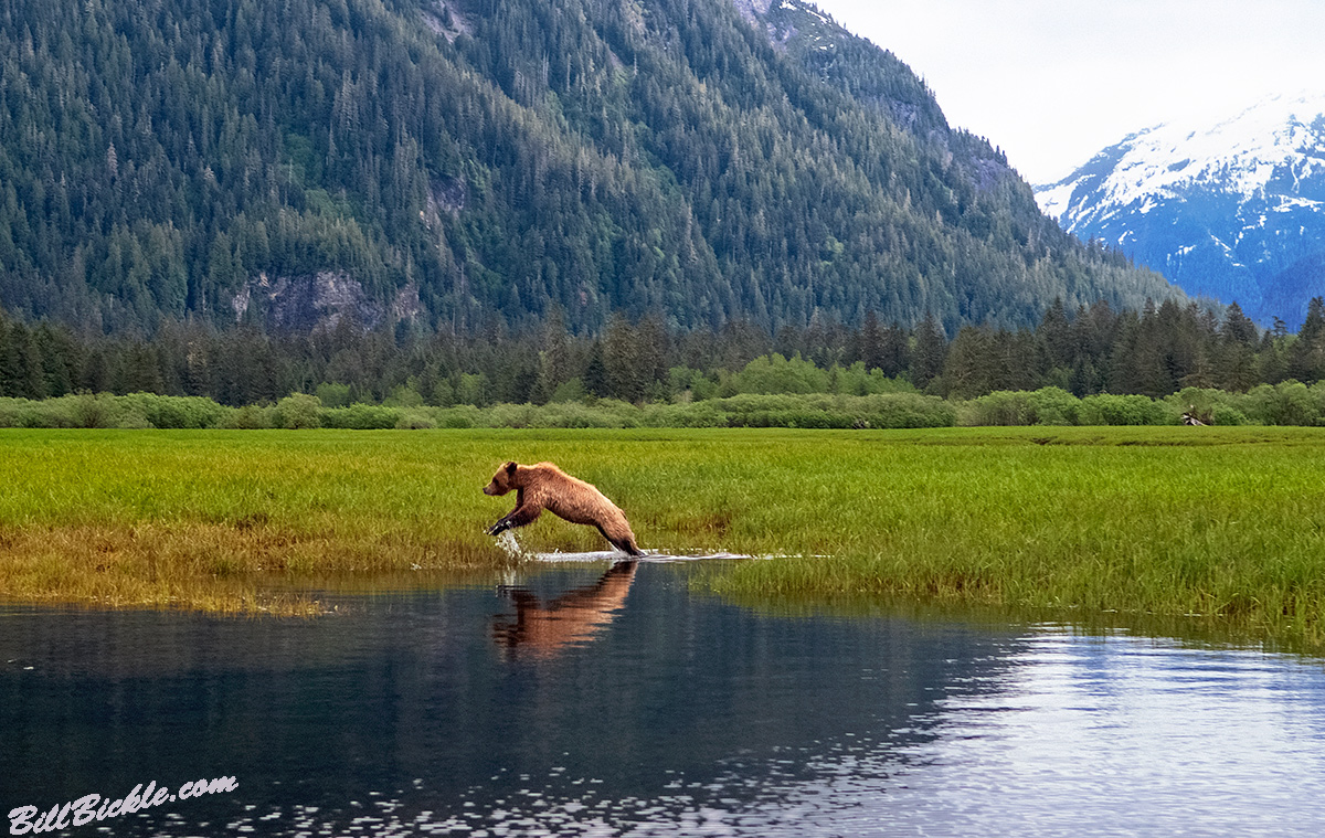 Jumping  Ursus 