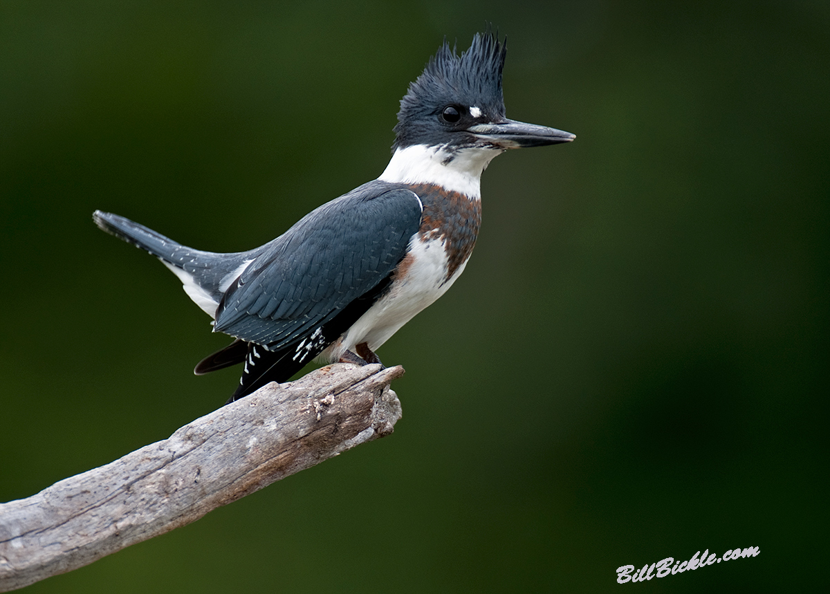 Kingfisher  