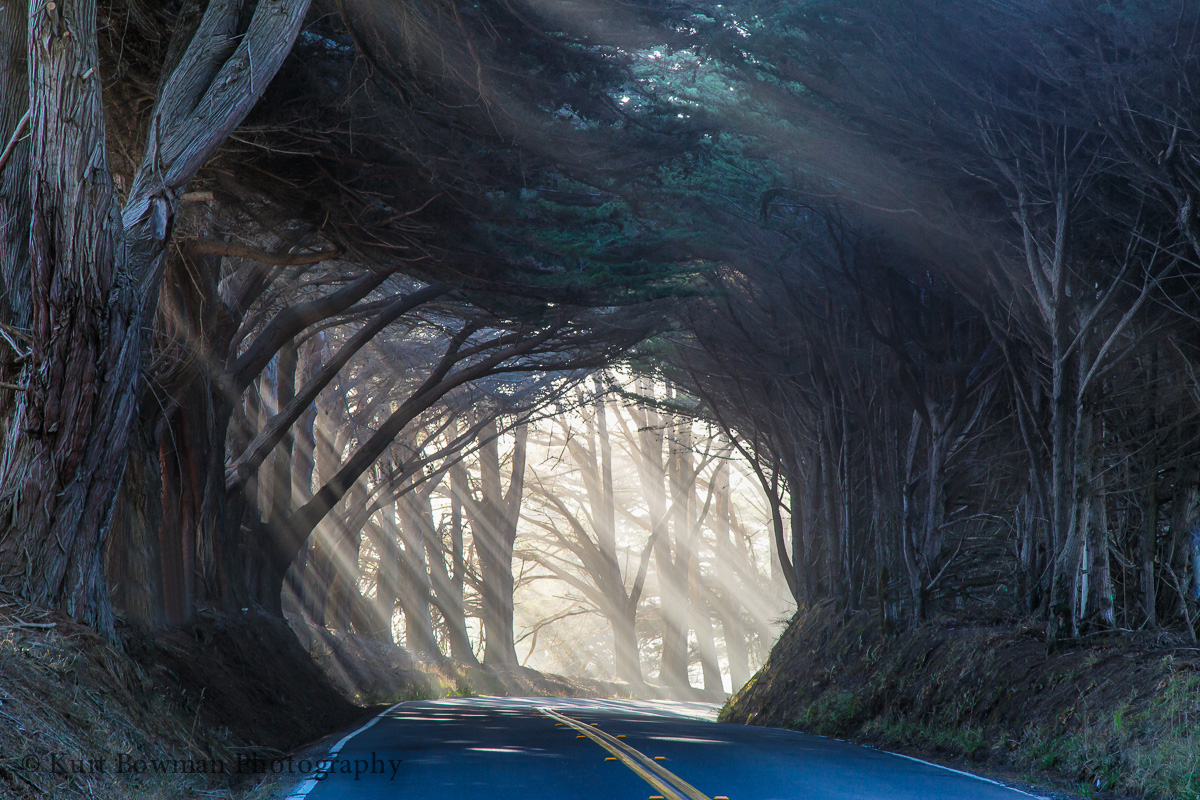 Tunnel of Trees