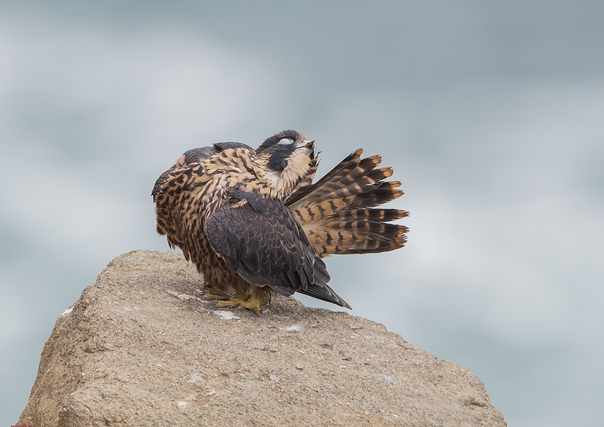Juvi Peregrine