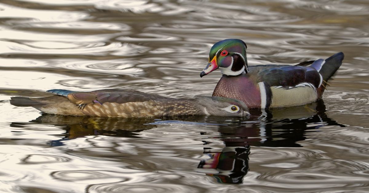 Woodie Courtship