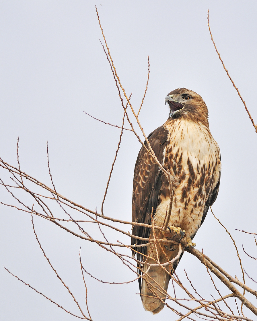 Red-Tailed Hawk