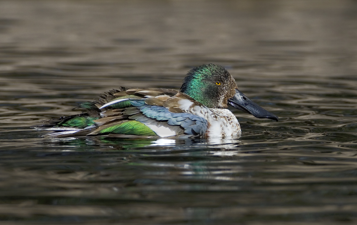 Ruffled Shoveler