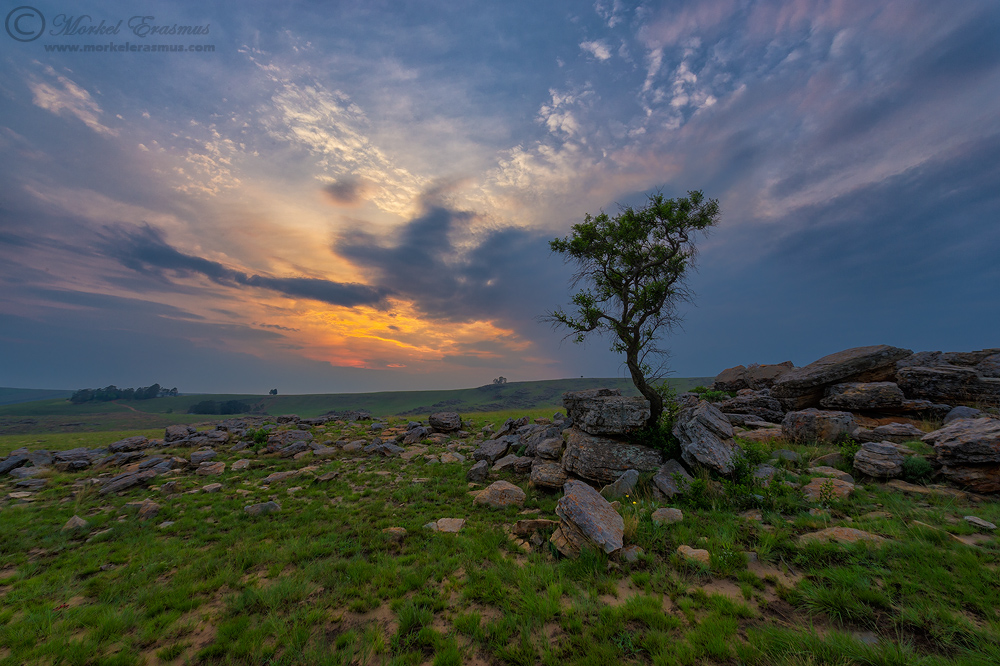 A tree on a hill