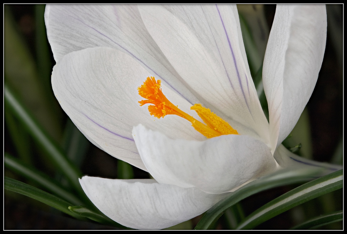White Crocus