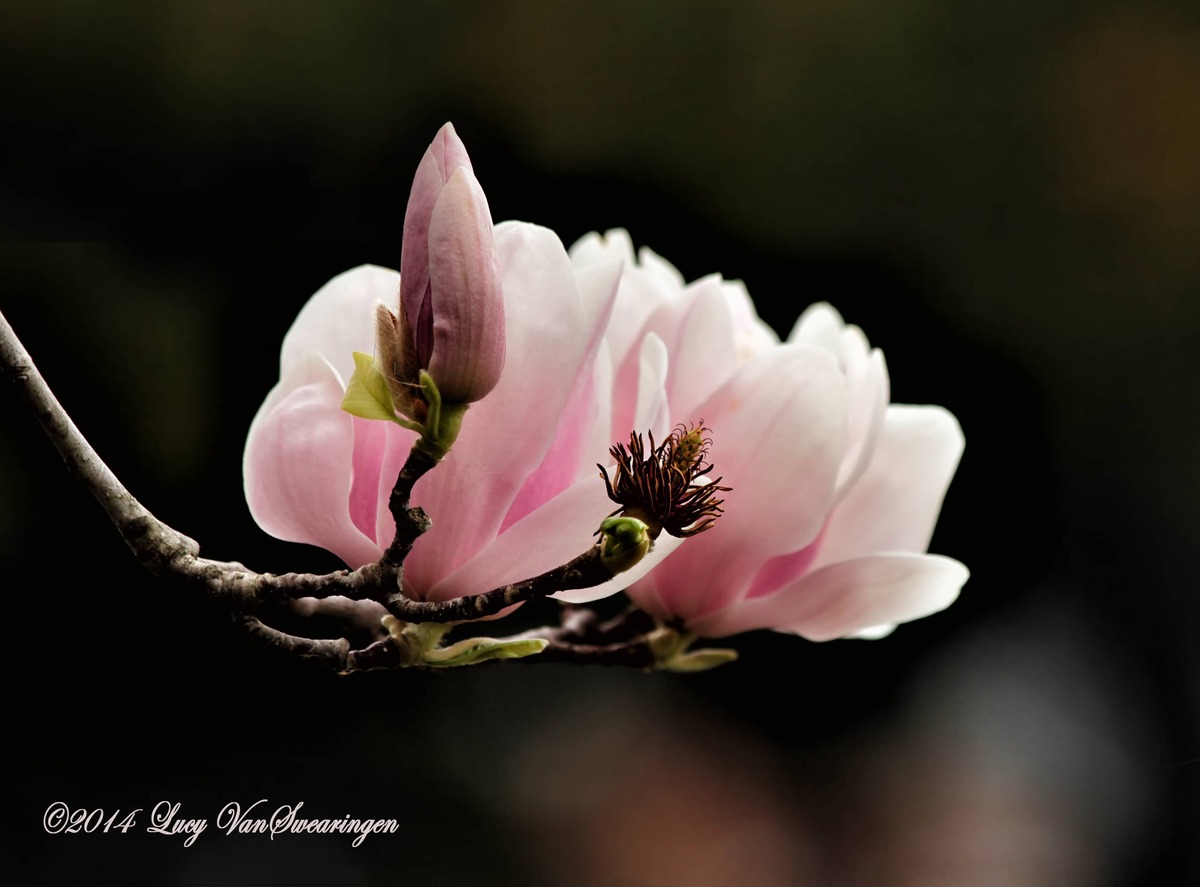 First Blooms of Spring
