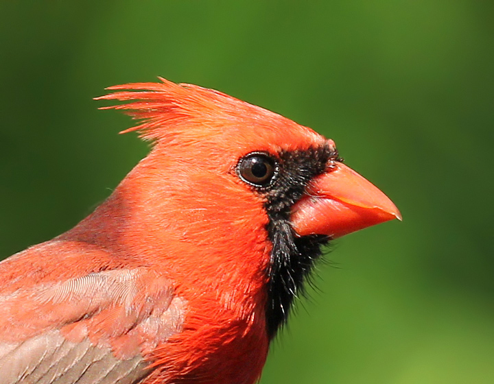 Cardinal Portrait & repost