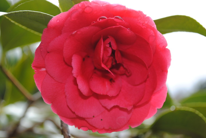 Red Flower