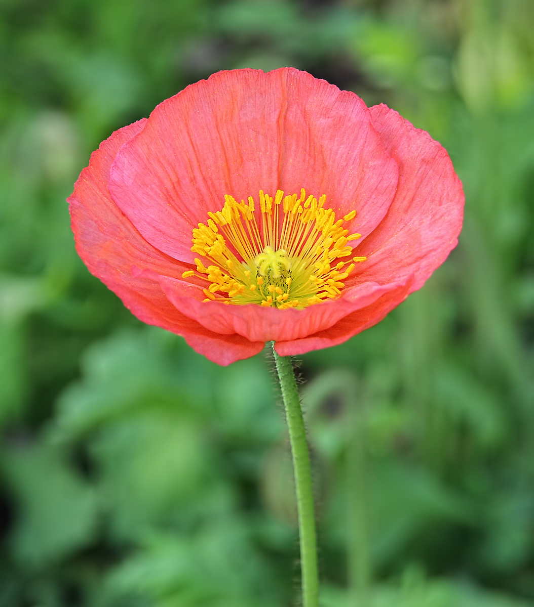 Pink Poppy