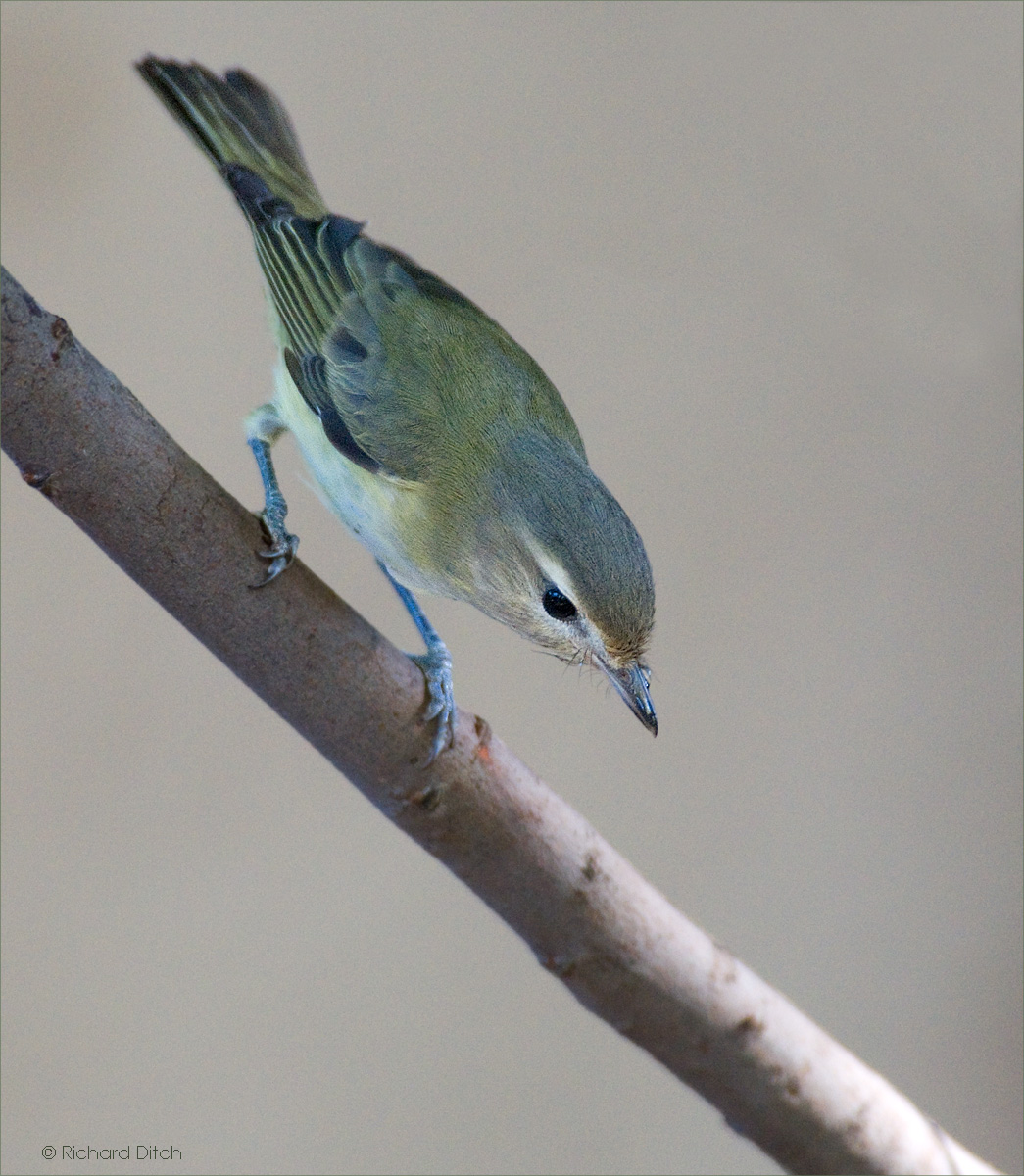 Warbling Vireo