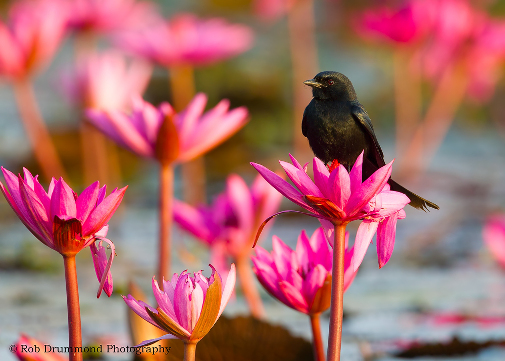 Black Drongo