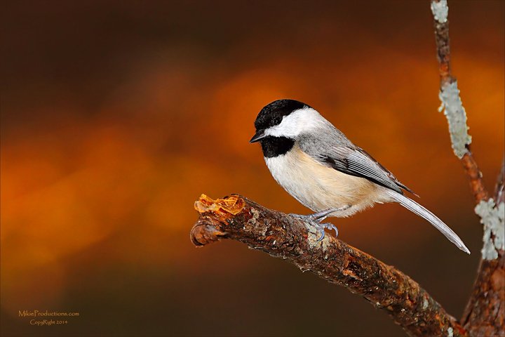 'Chickadee Sunset'