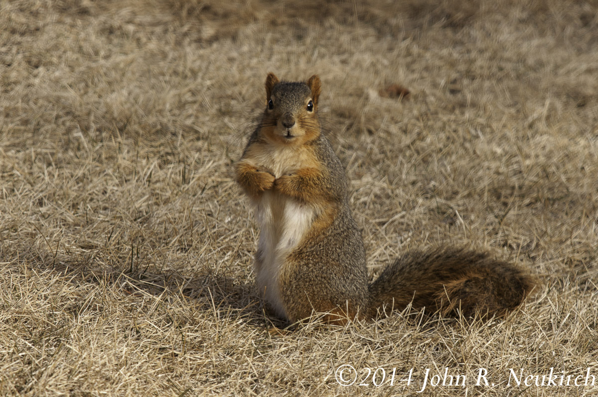 Backyard nemesis
