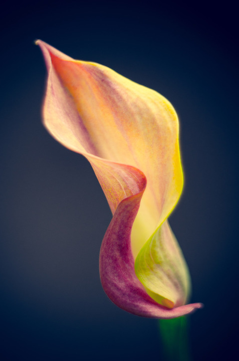 Petzval Calla