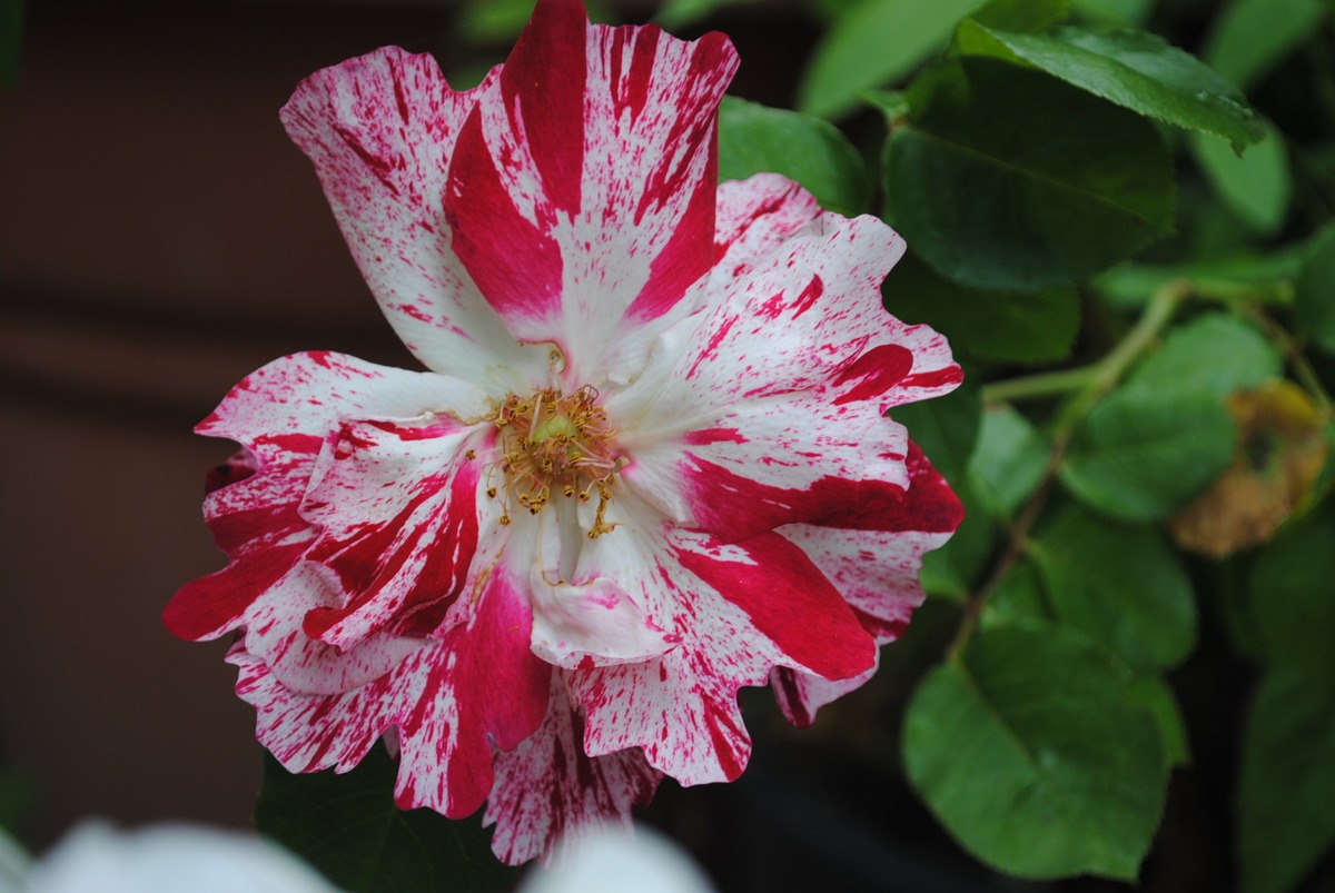 Red and White Rose!